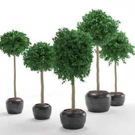 Houseplant